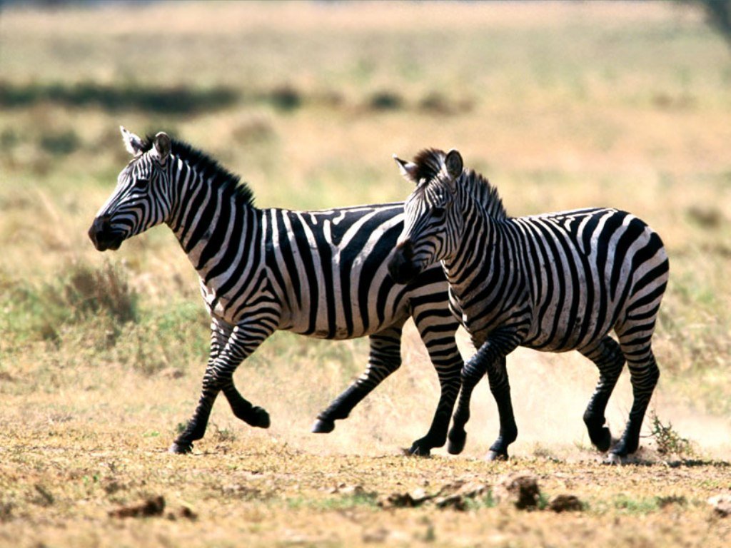 2 zebry
