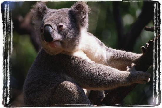 koala7
