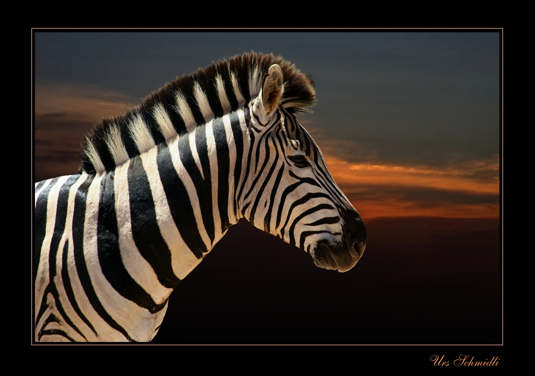 hlava-zebry-2.jpg