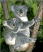 Austrailian-Koala-Bears.jpg