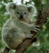koala10