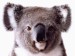 koala-full.jpg