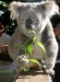 koala14