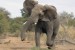 Běžící slon